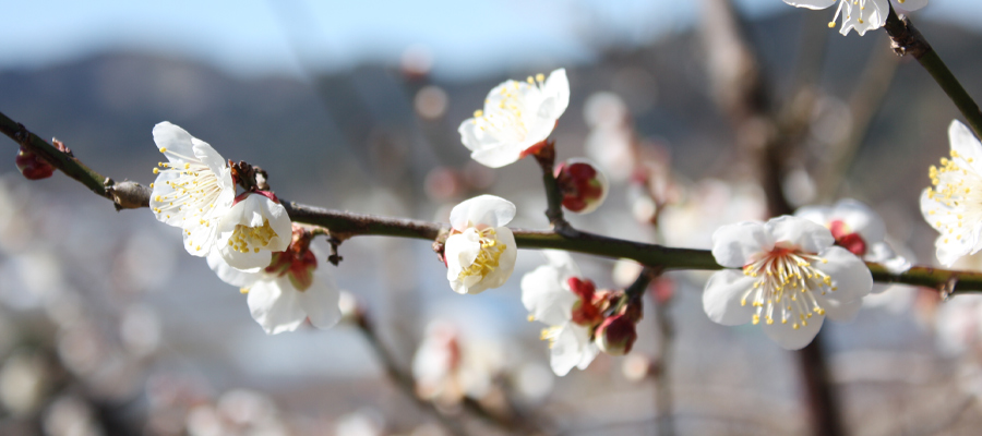 南高梅の梅の花